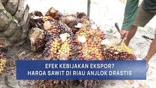 Harga Sawit Terjun Bebas, Petani Menjerit