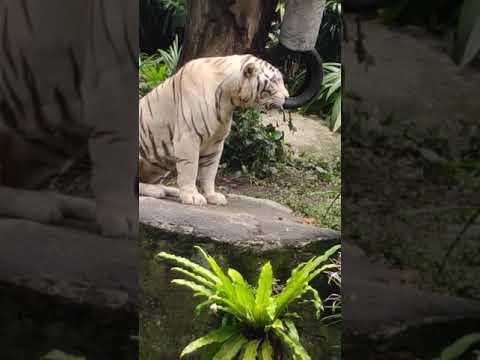 tiger vomit @ Spore zoo