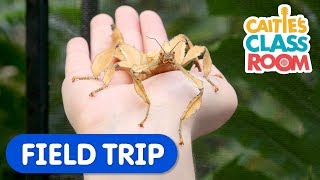 Explore Amazing Bugs From Around The World | Caitie's Classroom Field Trip | Insects For Kids