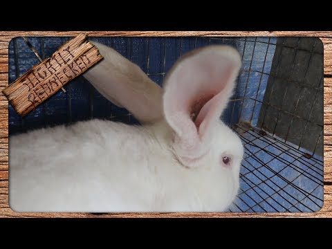 The Best Way to Treat Ear mites in Rabbits - Without Chemicals or Insecticides