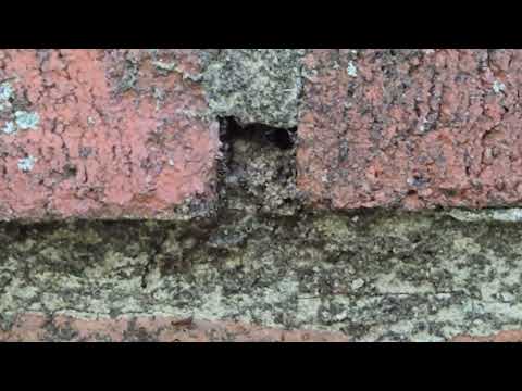 Ants Infest Home Through a Crack in the Brick Mortar in Allenwood, NJ