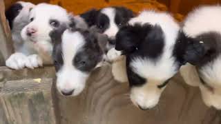 Video preview image #3 Border Collie Puppy For Sale in MOSIER, OR, USA