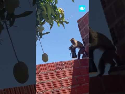 Macaco rouba cafeteira e causa confusão no Rio Grande do Norte #shorts