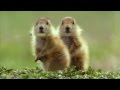 very funny talking animals from the BBC - YouTube