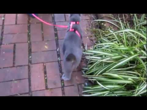 Walking a cat on a leash (Russian blue)