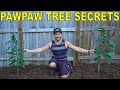4 Secrets For Growing PAWPAW TREES [Pawpaw Tree Growing Guide]