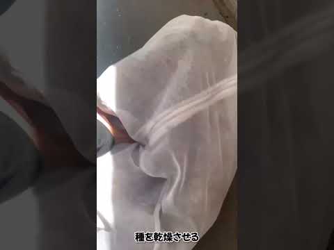 ニンジンの種まきの方法と時期のビデオチュートリアル