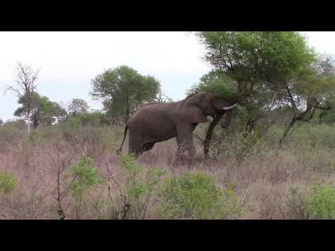 In this video one can see how strong an elephant bull is. This one push over a substantial tree.
