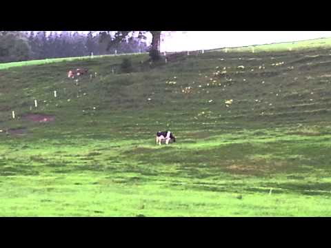 Weiler, Linderberg, cow bells