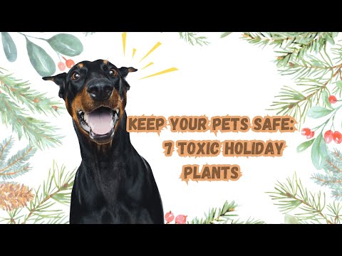 , title : '🚫 7 Dangerous Holiday Plants for Pets: Keep Your Cats & Dogs Safe! 🐾'