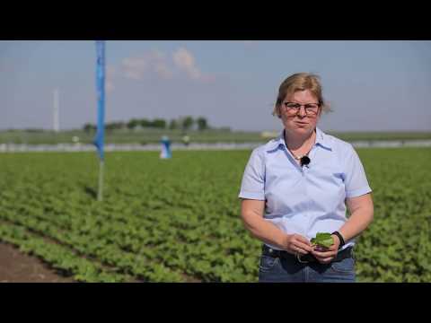 Strube - Online-Feldtage 2020 - Part 2: Saatgutschutz