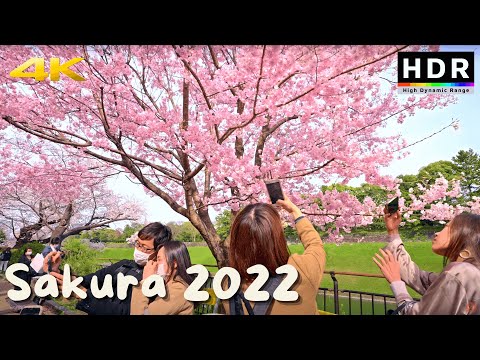 4K HDR // Japan Cherry Blossoms 2022 - Imperial Palace Sakura