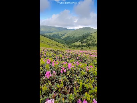 #Shorts | Bujorii de munte de sub Vârful Bucșa din Munții Bucegi #DeasupraMuntilorRomaniei