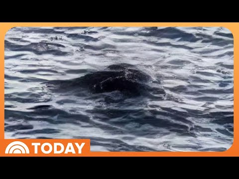 Mystery of the Loch Ness Monster grows after latest sighting