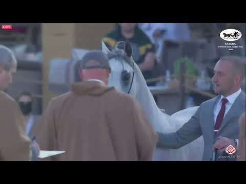N 349 AREEB AL NASSER   Katara Int  Arabian Horse Festival 2022   Colts 2 Years Old Class 5