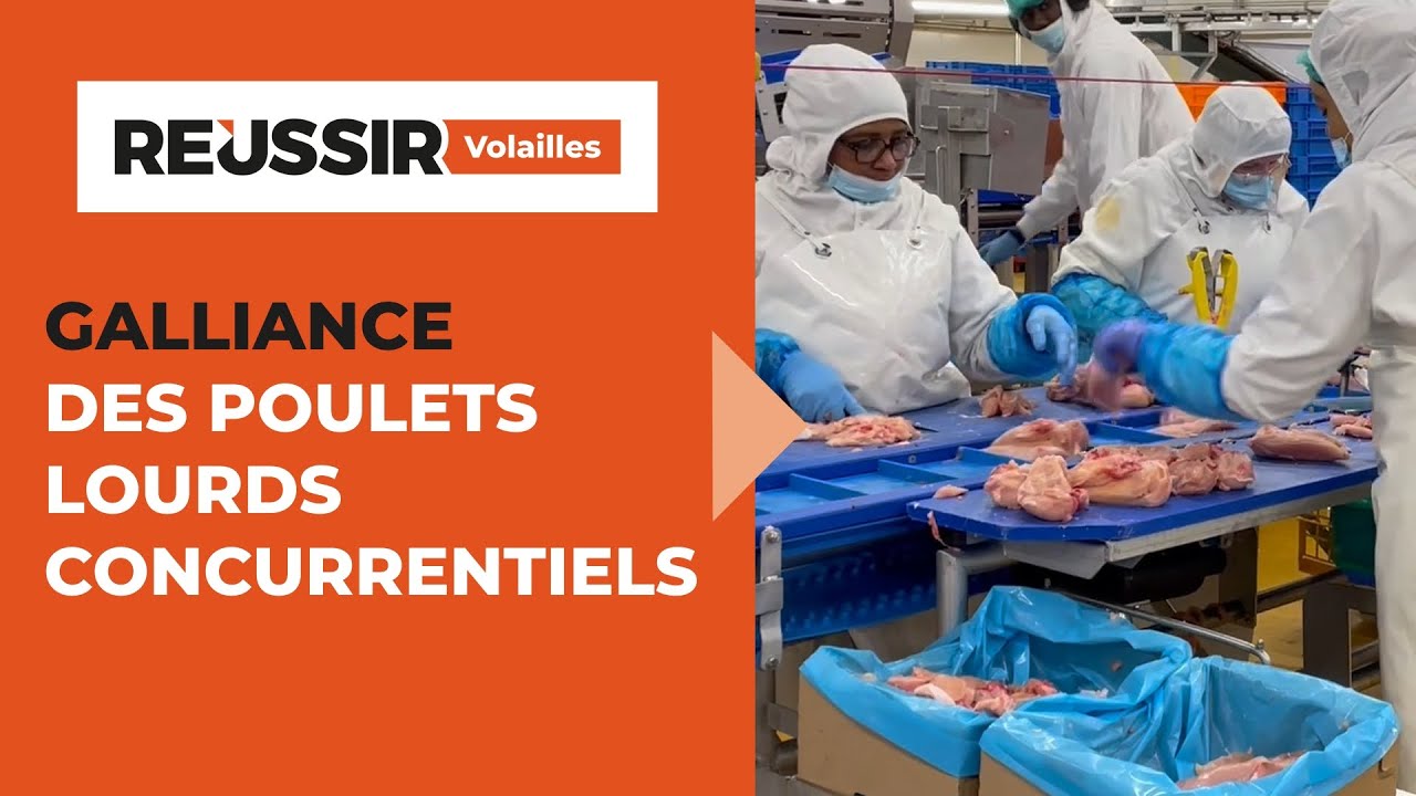 Galliance : Des investissements pour concurrencer les poulets lourds d'import