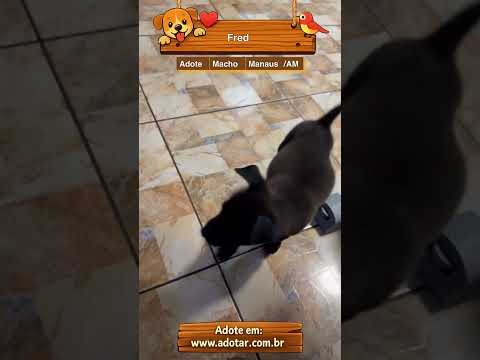 Vídeo de Fred
