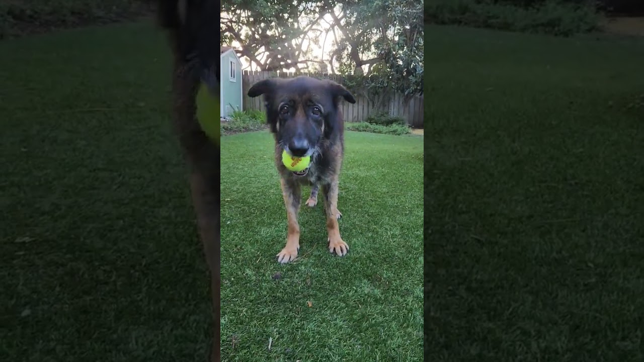 Nora, a Adoptable German Shepherd Dog in Escondido, CA video 6/6