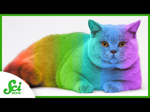 Can Your Cat Change Color?