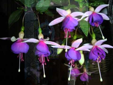 Niccolo Paganini , Franz Liszt: La Campanella