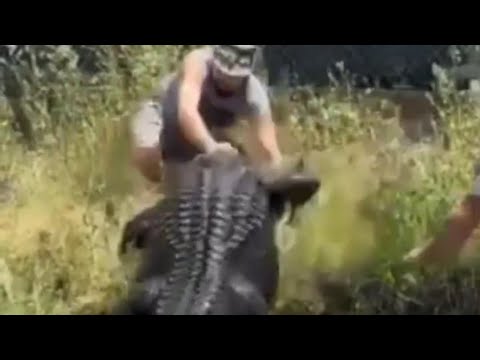 Alligator attacks a man ????????????