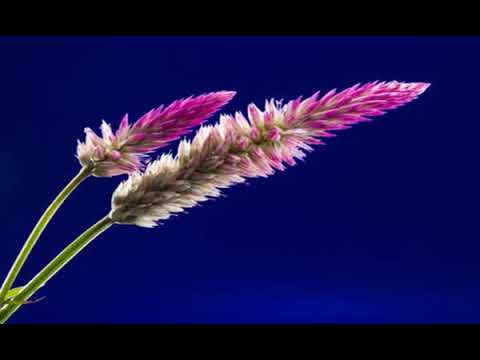 Kenny G - Even If My Heart Would Break (feat. Aaron Neville)