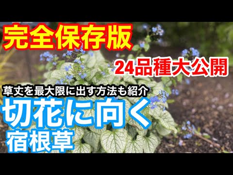 9月に植える花は何ですか 多種多様な種子の播種