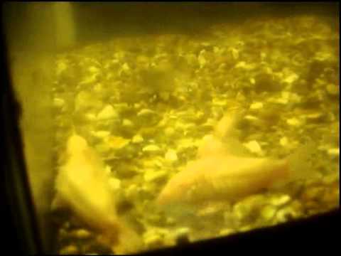 Breeding Corydoras Fish eggs on glass tank wall.wmv