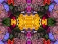 bloom boom (by  Carry Me Away by  Doug Cox)