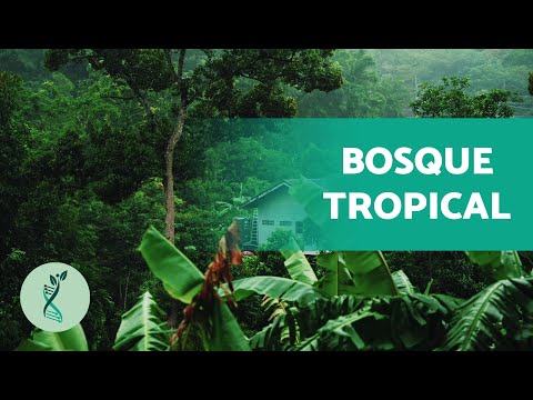 What is a TROPICAL FOREST? 🥭 (Flora and Fauna, Landscape and Climate of the Tropical Forest)