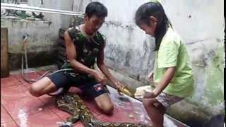 preview picture of video 'Sanca Kembang Peliharaan'