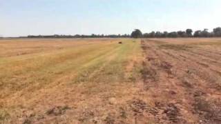The day pigs DID fly
