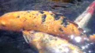 preview picture of video 'The very friendly Koi Carp at the Hilton Waikoloa Village, Big Island, Hawaii'