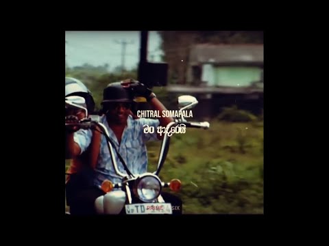 Chitral Chity Somapala-Me Wage Adarayak(Short Clip With Lyrics) #Shorts