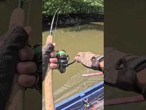 Pescaria Rio Ceara! #tarpon #fortaleza #ceará #pesca #pescaria #fishinglife