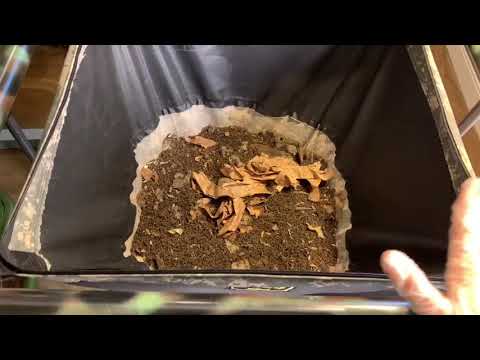 VermiBag Max. What’s it looking like inside after one week?