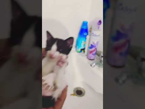 How to stimulate a constipated kitten to pee & poop 💩 part -B #mustwatch #catcare  #awarenessvideo