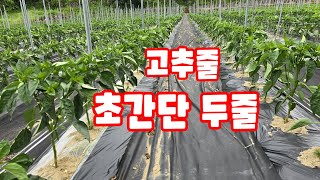괴산청결고추 정식 42일 35일 곁순 제거하고 고추줄 두줄 간단히 집게 방식 [고추재배방법]