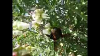 preview picture of video 'Mangangá (Xylocopa augusti) en flores de tasi del Parque El Aromito, Federación'