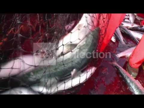 HEALTH MINUTE: WILD VS FARM SALMON