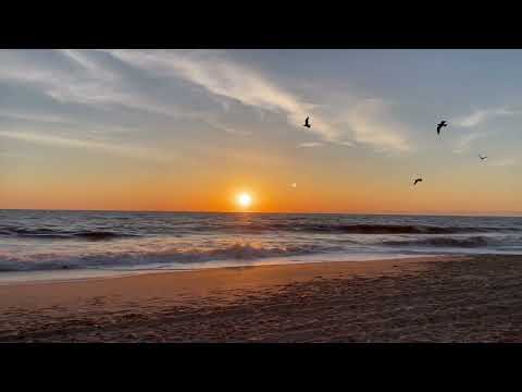 Bird 🦅 Watching @ Outer banks Beach