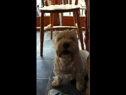 Lilly The Singing Westie!xx