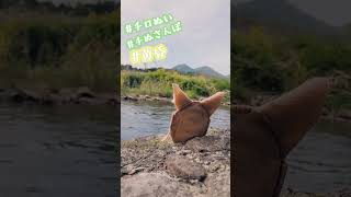 【チロぬい】(  ¯꒳​¯ )ᐝﾎﾟﾔﾎﾟﾔ