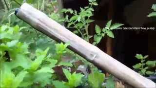 preview picture of video 'IBC Tote Aquaponics Garden Update'