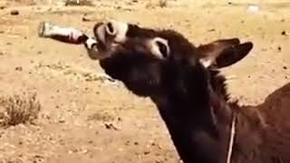 Drunken Donkey funny video
