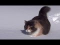 Кошка идет по глубокому снегу 