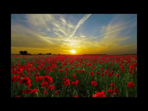In Flanders fields, John McCrae, by Leonard Cohen