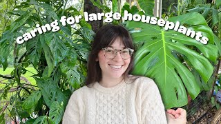 HOW TO CARE FOR LARGE HOUSEPLANTS 🪴