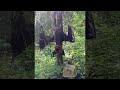 Robot Bat Hanging In The Woods ViralHog