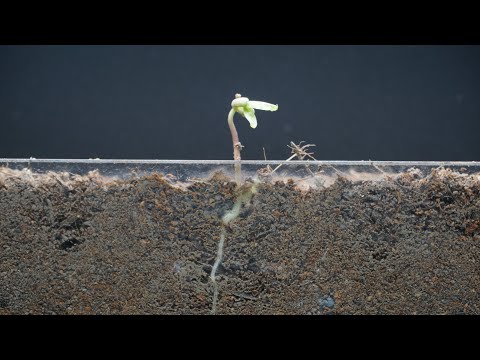 Growing Mung Bean Time Lapse in 15 Days